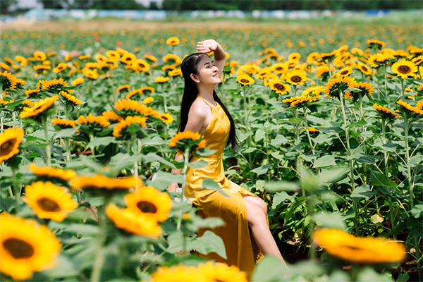 Chụp ảnh hoa hướng dương Chụp ảnh hoa hướng dương