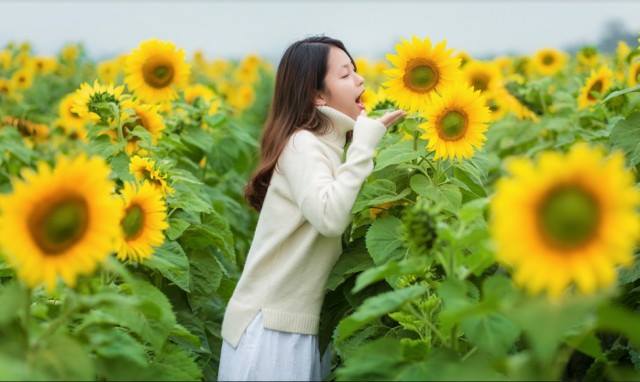 Chụp hình hoa hướng dương Chụp hình hoa hướng dương