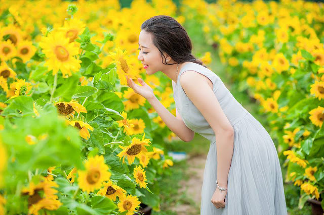 Chụp hình hoa hướng dương Chụp hình hoa hướng dương