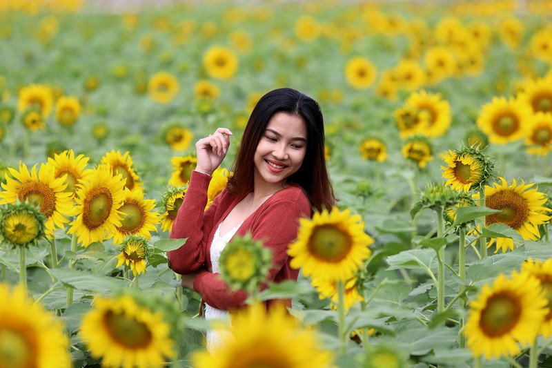 Chụp hình hoa hướng dương Chụp hình hoa hướng dương