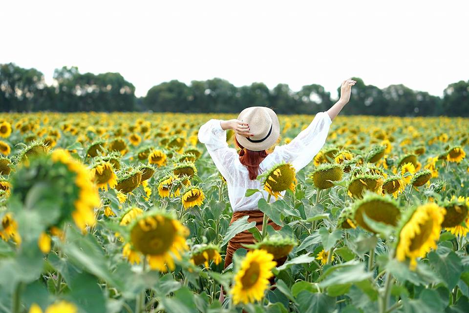 Cách chụp ảnh đẹp với hoa hướng dương Cách chụp ảnh đẹp với hoa hướng dương