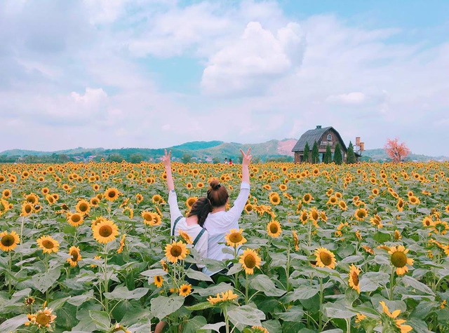 Cách chụp ảnh đẹp với hoa hướng dương Cách chụp ảnh đẹp với hoa hướng dương