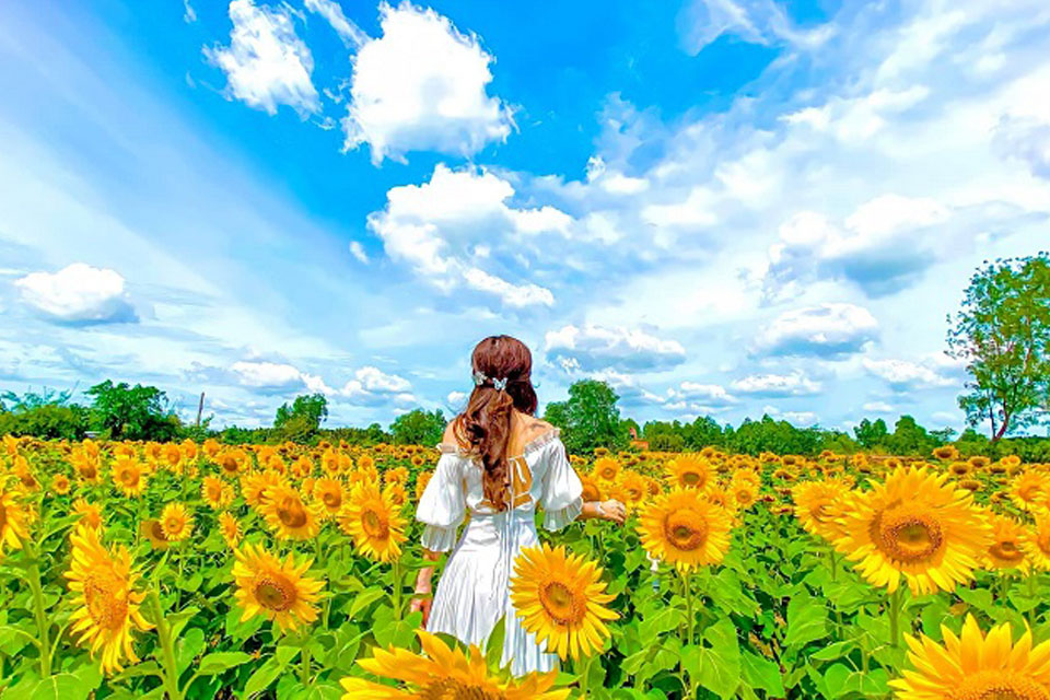 Cách chụp ảnh đẹp với hoa hướng dương Cách chụp ảnh đẹp với hoa hướng dương