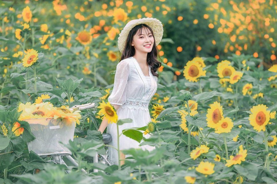 Hoa hướng dương nở mùa nào? Hoa hướng dương nở mùa nào?