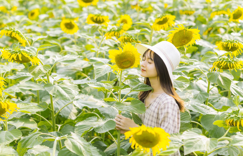 Chụp ảnh với hoa hướng dương Chụp ảnh với hoa hướng dương