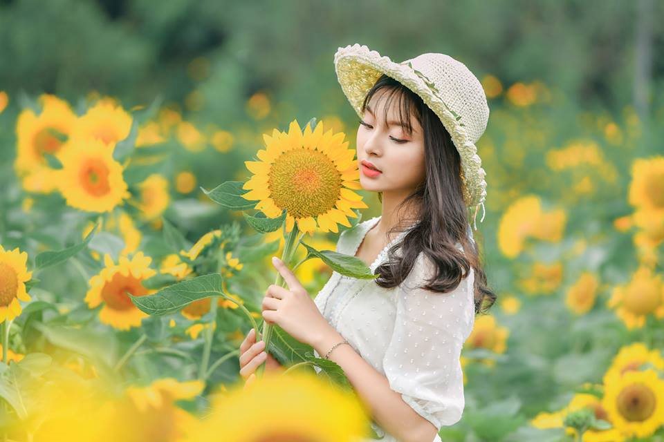 Chụp ảnh với hoa hướng dương Chụp ảnh với hoa hướng dương