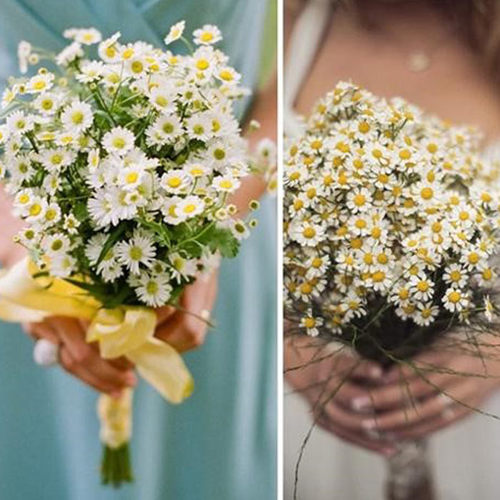 Cách bó hoa cúc họa mi Cách bó hoa cúc họa mi