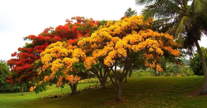 Hình ảnh hoa phượng đẹp nhất