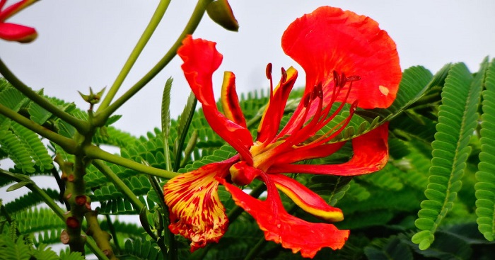 Hình ảnh hoa phượng đẹp nhất