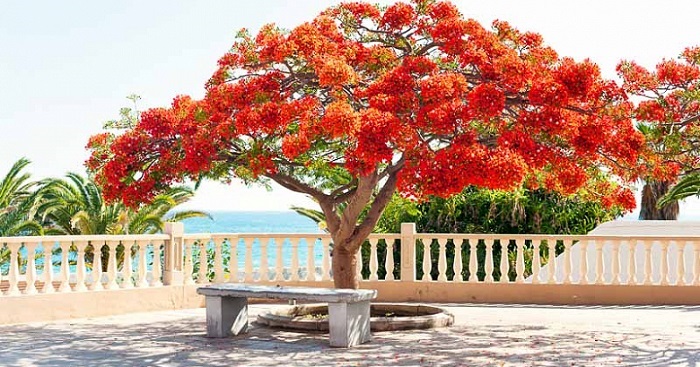 Hình ảnh hoa phượng đẹp nhất