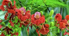 Hoa phượng: Ý nghĩa, hình ảnh đẹp, stt hay về hoa học trò