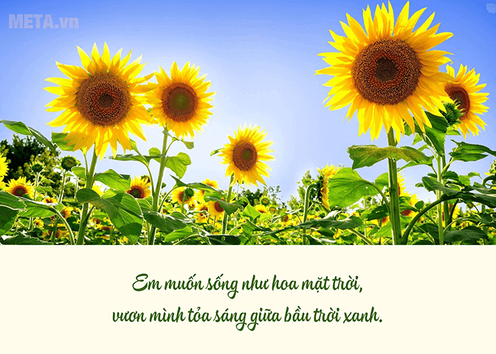 Ảnh hoa hướng dương đẹp, ý nghĩa