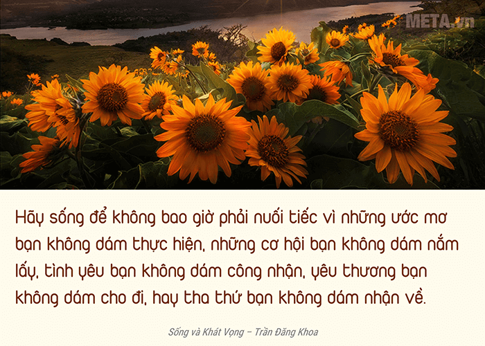 Hình ảnh hoa hướng dương ý nghĩa