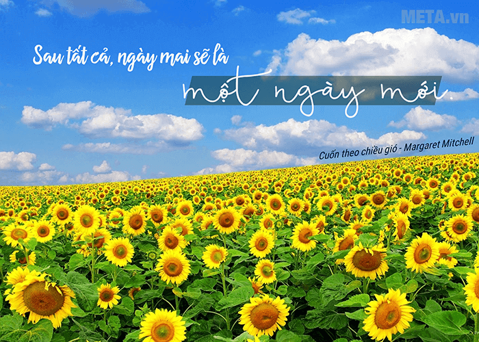 Hình ảnh đồi hoa hướng dương