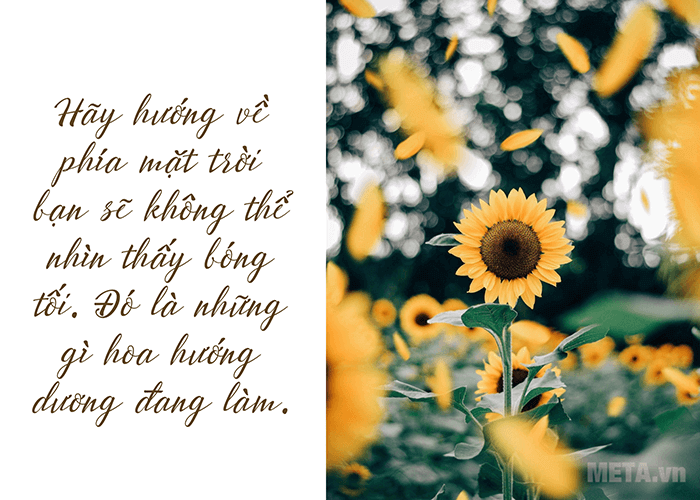 Ảnh hoa hướng dương nghệ thuật