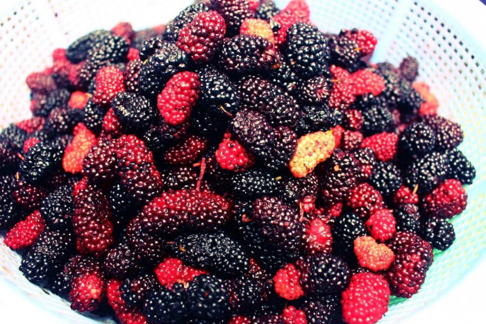 Cách làm siro dâu tằm ngâm đường Cách làm siro dâu tằm ngâm đường