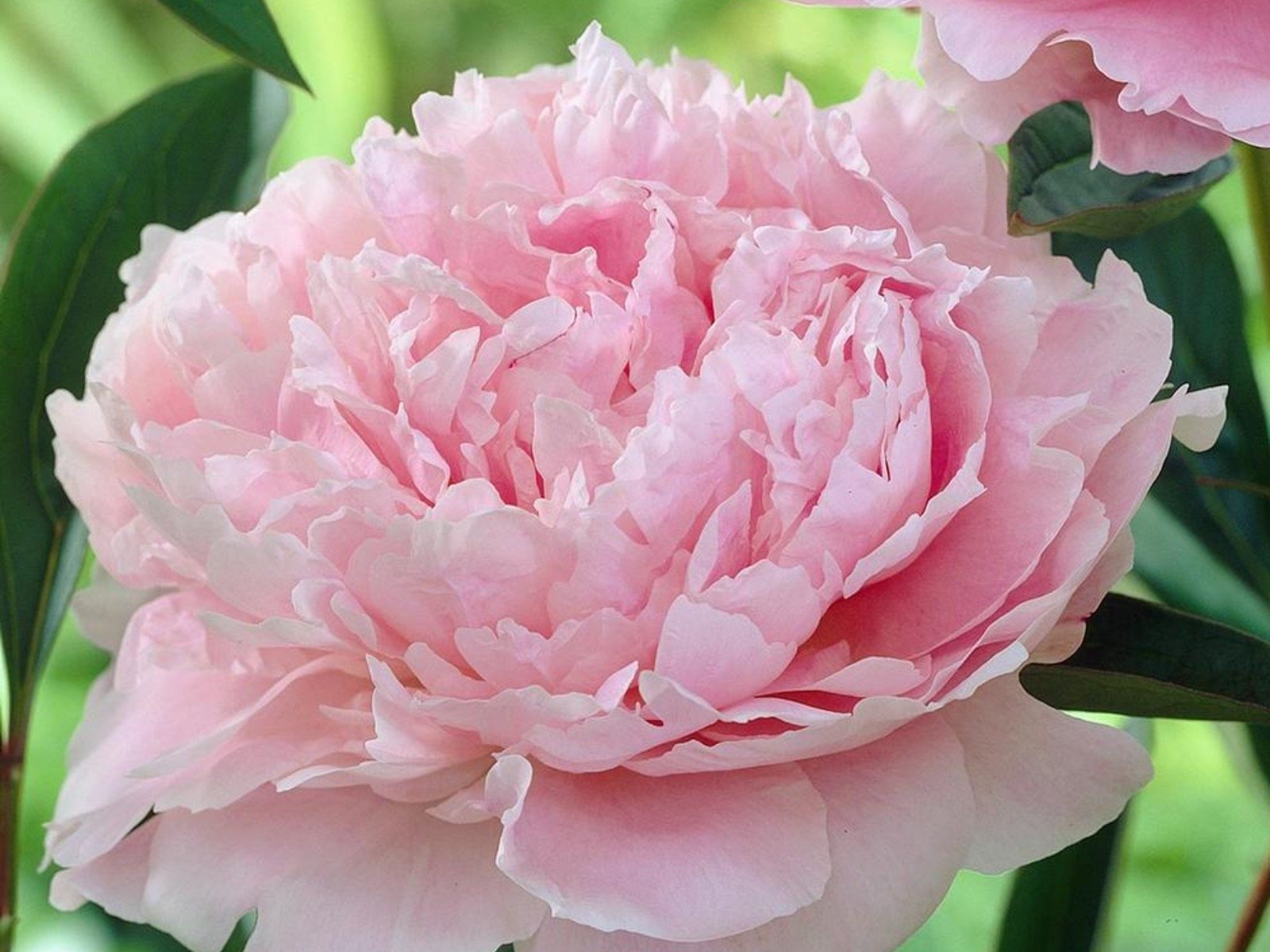 Cách trồng và chăm sóc hoa mẫu đơn peony Cách trồng và chăm sóc hoa mẫu đơn peony