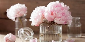 Hoa mẫu đơn peony: Ý nghĩa, cách cắm đẹp, cách trồng và chăm sóc