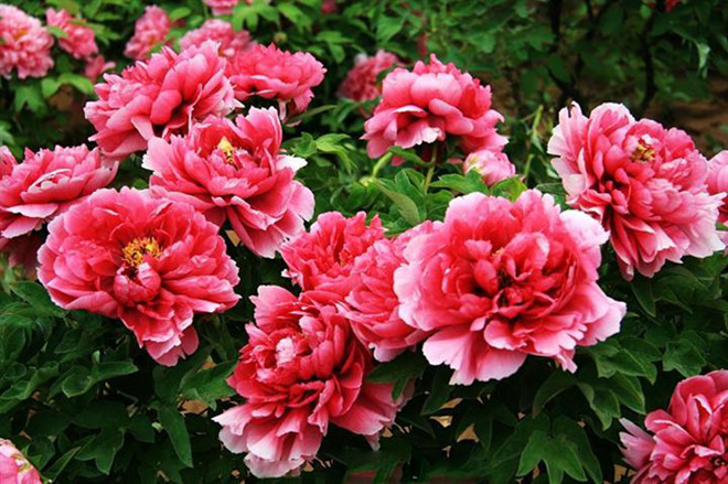 Hoa mẫu đơn là hoa gì? Hoa mẫu đơn là hoa gì?