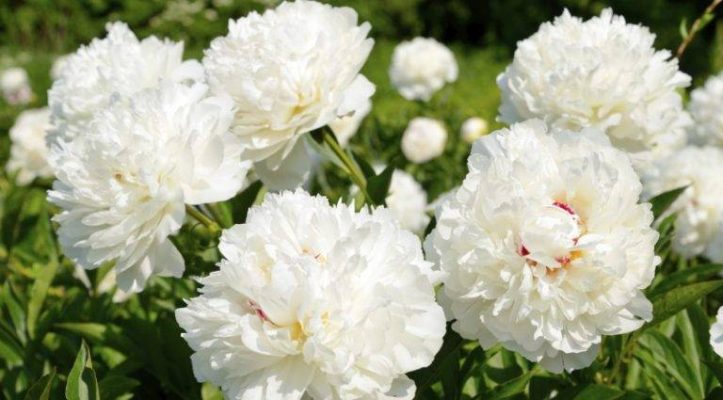 Giá hoa mẫu đơn Giá hoa mẫu đơn