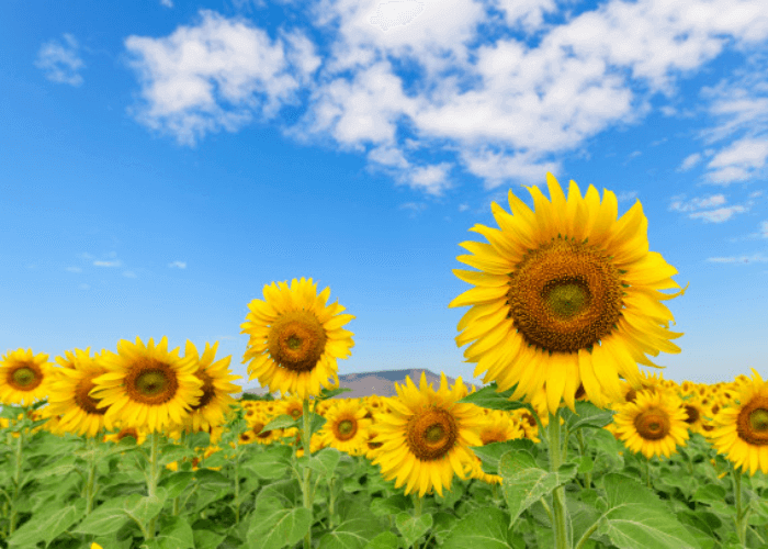 Hoa hướng dương và bầu trời