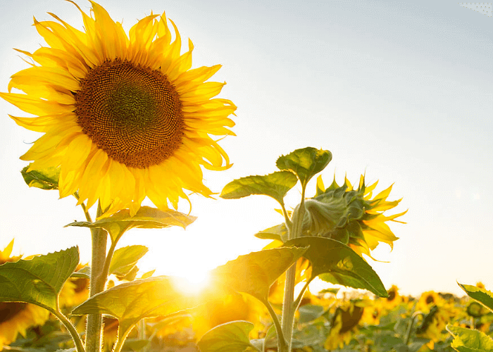 Hình ảnh hoa hướng dương đẹp