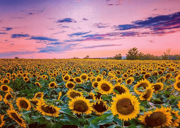 Cánh đồng hoa hướng dương