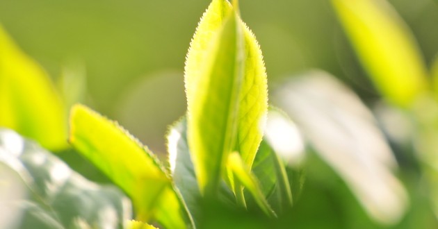 Nắng mới là nắng vào thời điểm giao mùa xuân - hạ.