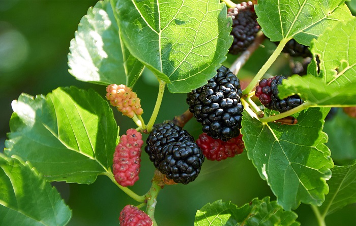 Tác dụng của lá dâu tằm