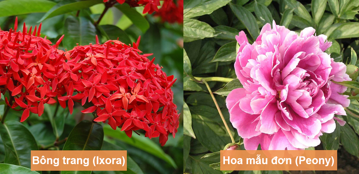 Tìm hiểu về các loại hoa mẫu đơn tại Việt Nam Tìm hiểu về các loại hoa mẫu đơn tại Việt Nam