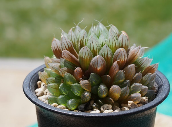 Sen đá kim cương Sen đá kim cương