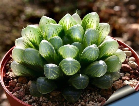 Sen đá kim cương