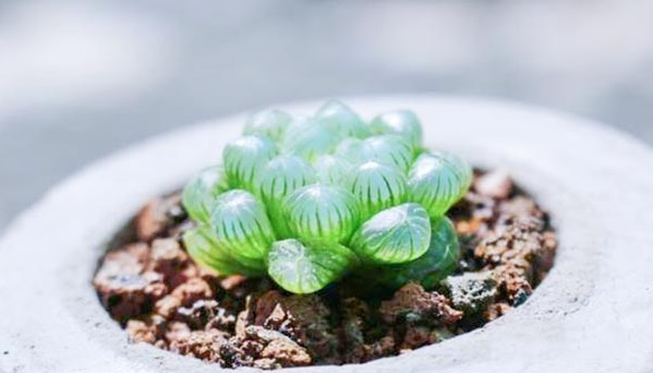 Sen đá kim cương