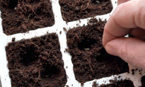 Sen đá kim cương