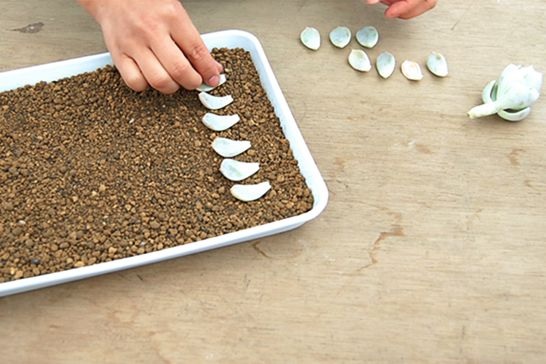 Sen đá kim cương