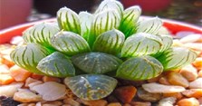 Sen đá kim cương: Các loại, ý nghĩa, cách trồng và chăm sóc