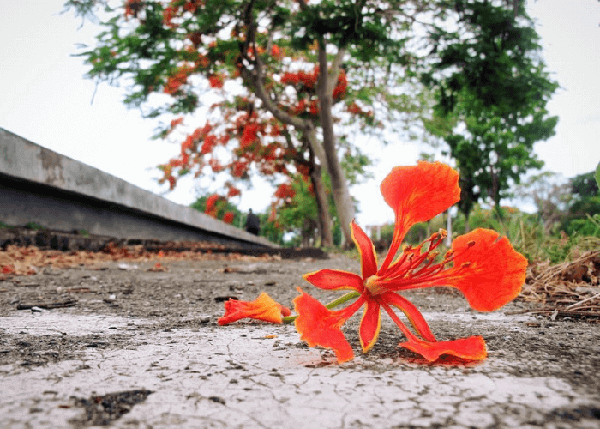 Ảnh hoa phượng rụng nơi góc sân