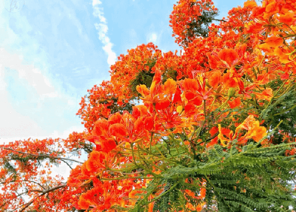 Hình ảnh hoa phượng vĩ đẹp báo hiệu mùa hè sang