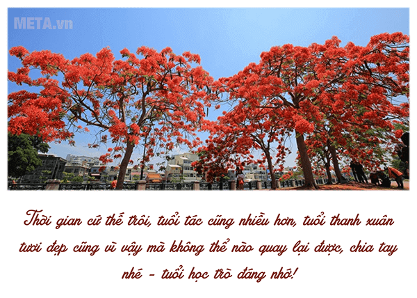 Hoa phượng gắn liền với lứa tuổi học trò 