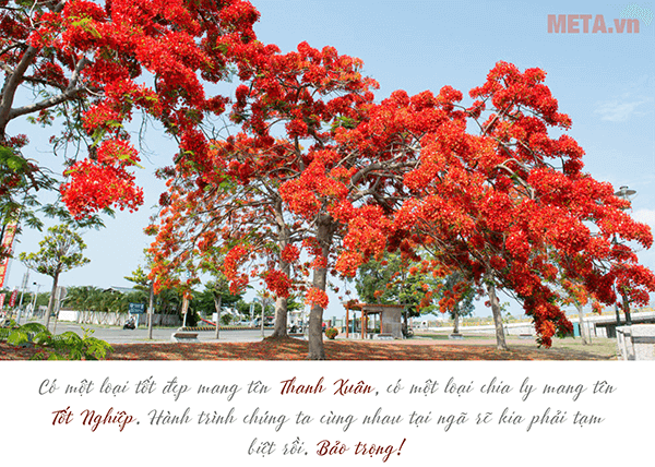 Hình ảnh cây hoa phượng đẹp