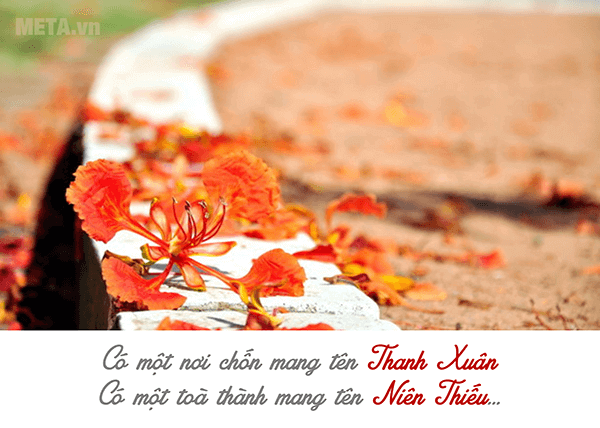 Hình ảnh sân trường mùa hoa phượng