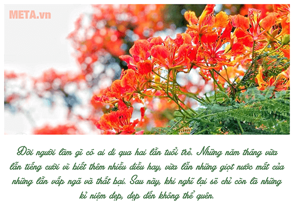 Hoa phượng - ký ức đẹp của thời học sinh