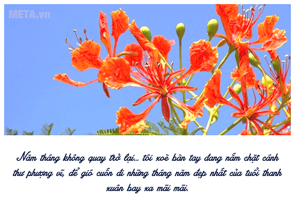 Hình ảnh hoa phượng đỏ