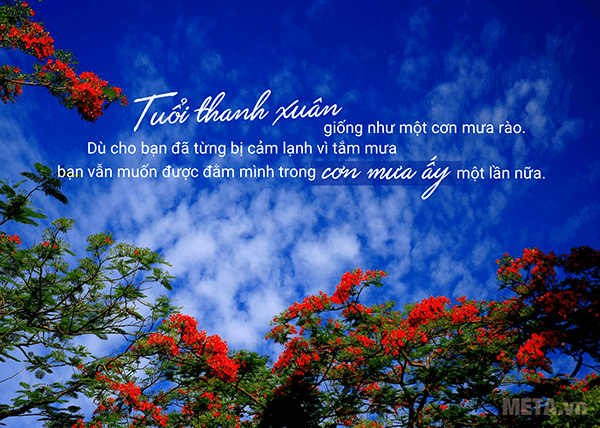 Hình ảnh hoa phượng buồn