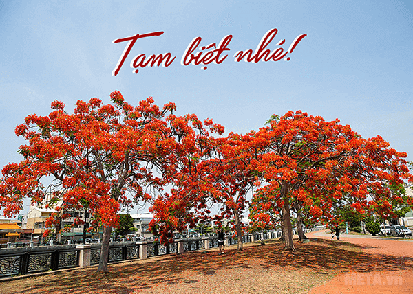 Hoa phượng nở cũng là lúc mùa chia tay đến 