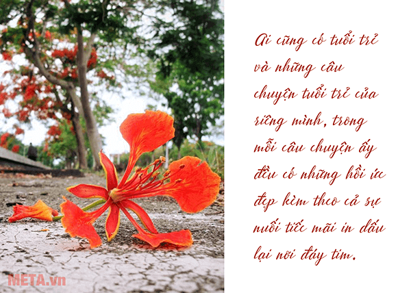 Hình hoa phượng với trích dẫn ý nghĩa