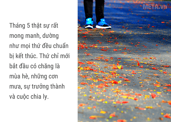 Hình ảnh hoa phượng sân trường