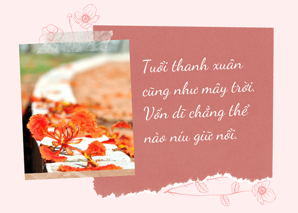 Ảnh hoa phượng kèm trích dẫn ý nghĩa
