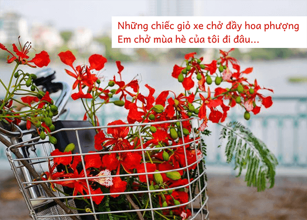 Hình ảnh hoa gắn liền với tuổi học trò - hoa phượng