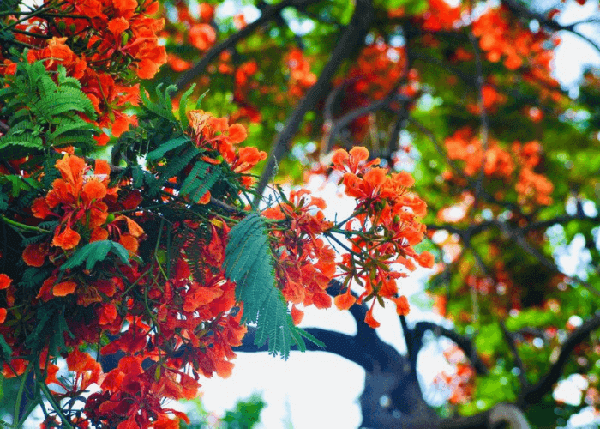Ảnh hoa phượng đỏ